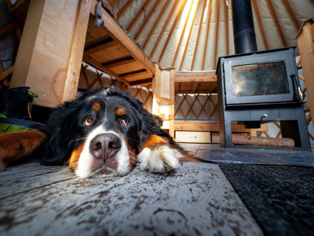 a dog lying on a rug