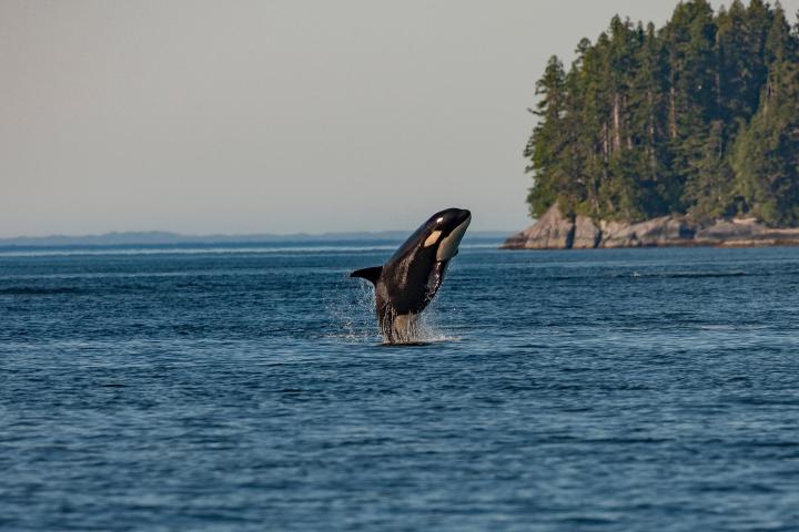 a whale jumping out of a body of water