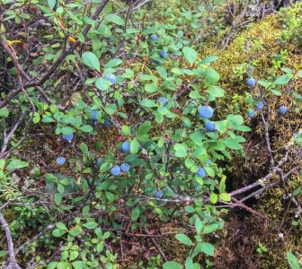a tree in a forest