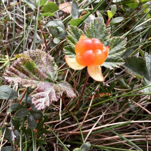 a close up of a flower garden