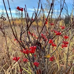 a group of colorful flowers in a field