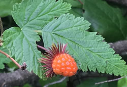 a close up of a plant